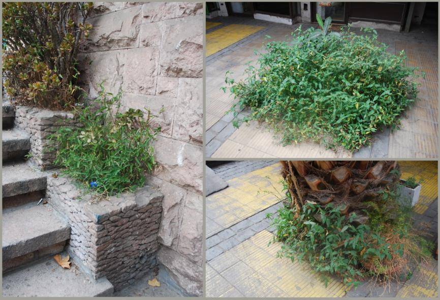 Commelina en santiago 2